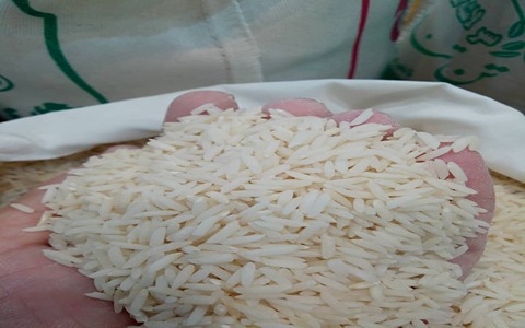تصویر 3 از فروش برنج هاشمی شمال + قیمت خرید به صرفه